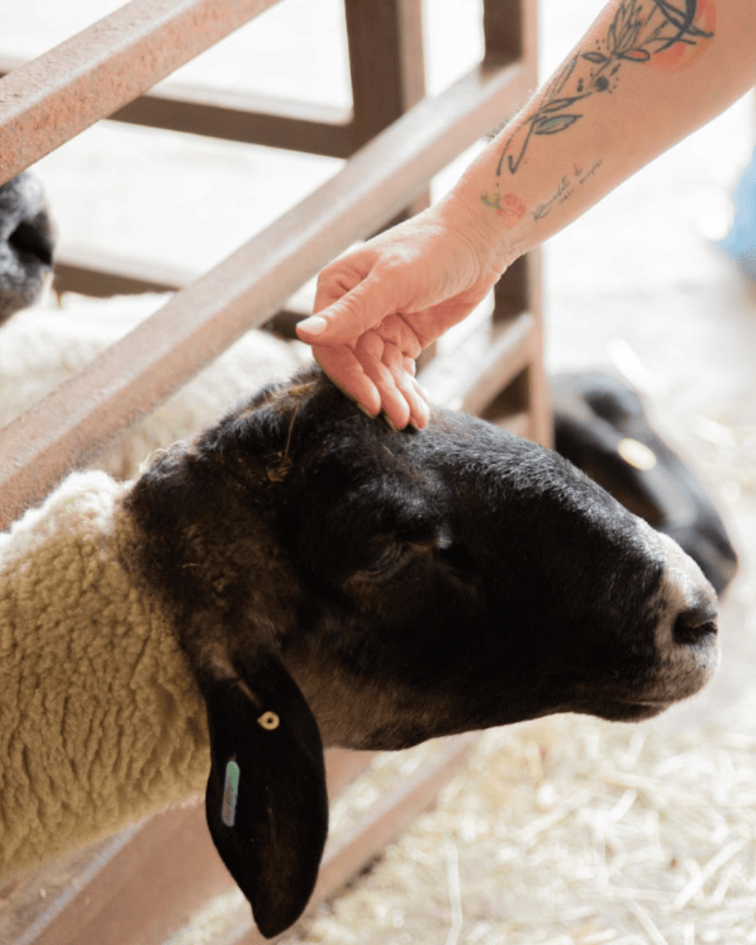Les Trouvailles Gourmandes du Canton : 2 rendez-vous gourmands à la ferme